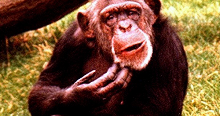 Confused chimp